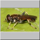 Xylota segnis - Gemeine Langbauchschwebfliege m02.jpg